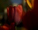 DSC04134.jpg