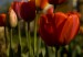 DSC04135.jpg